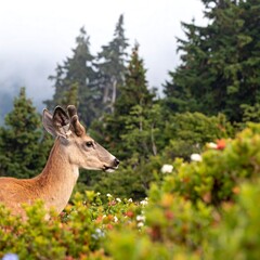 Obraz premium Deer in mountain wildflowers