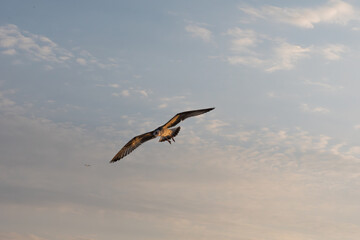 Seagull flying in sunset light with wings spread against cloudy sky