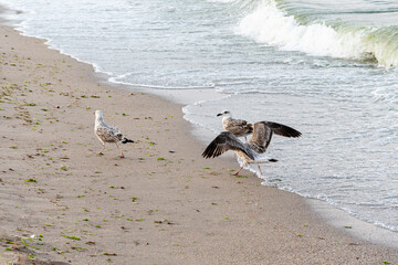 Naklejka premium Seagulls walking and playing on sandy beach with sea waves