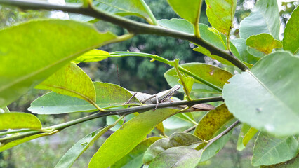 grasshopper hiding behind a leaf