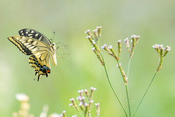 アレチハナガサの蜜を吸うアゲハチョウ