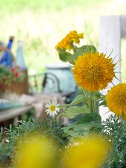 sunflowers in a garden
