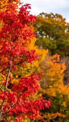 Vibrant Autumn Foliage
