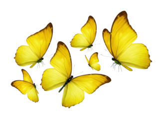 Butterflies dancing in the sunlight nature vibrant yellow insects outdoor setting. Cut out PNG