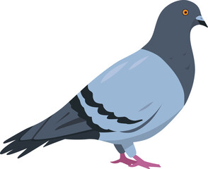 Best Pigeon icon vactor image