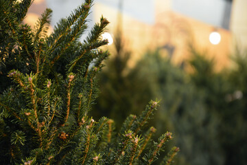 Close up of a fresh cut live Christmas tree on a neighborhood lot © D Guest Smith