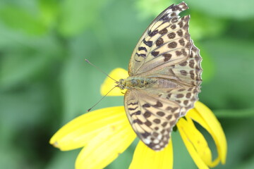 Silver-washed fritillary (Argynnis paphia) in Hokkaido, Japan