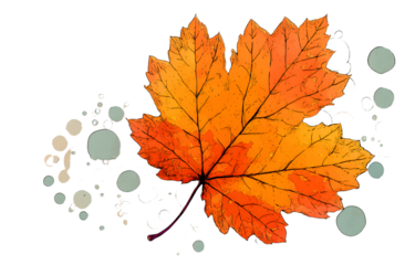 Autumn Leaf Colored Cartoon Illustartion