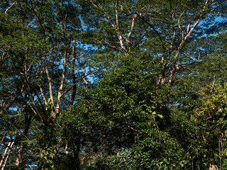 Barely Visible Blue Sky as seen through a Tropical Rainforest Tree Canopy in Honolulu Hawaii.