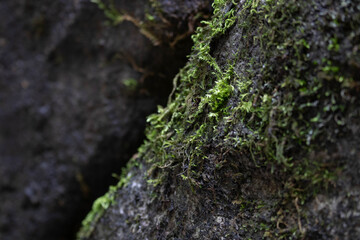 Beauty of Nature, texture of Green Moss on the Rock
