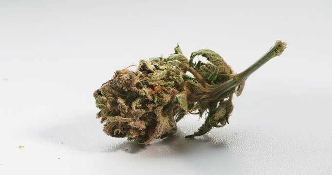 cannabis dry bud close up medical marijuana