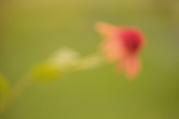 Defocused pink echinacea flower. Abstract background with blurred flower.