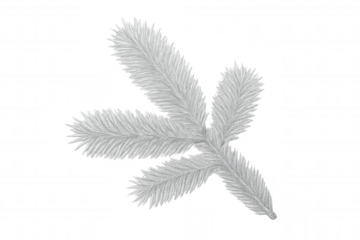 Silver fir branch drawing isolated on transparent background, perfect for winter holiday season designs