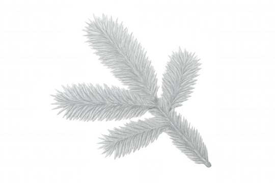 Silver fir branch drawing isolated on transparent background, perfect for winter holiday season designs