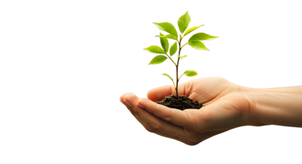 A persons cupped hands gently holding a small green plant seedling growing from soil, isolated on white background