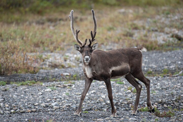 young or juvenile Alaskan Caribou striking the pose