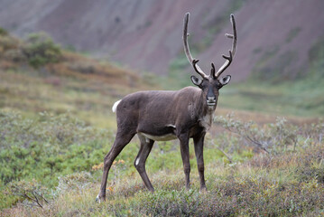 young or juvenile Alaskan Caribou striking the pose