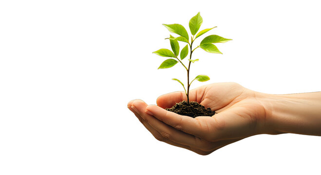A persons cupped hands gently holding a small green plant seedling growing from soil, isolated on white background