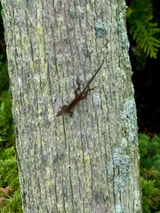 a lizard on a palm tree