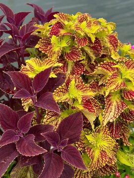 red and yellow leaves