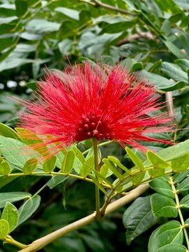 red tropical flower