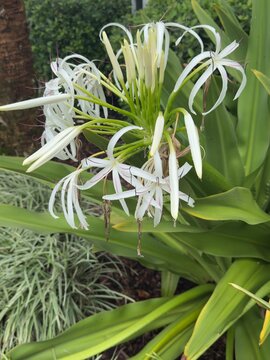 lily of the valley in a garden