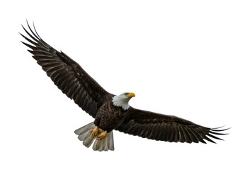Naklejka premium Majestic bald eagle soaring above north america wildlife open sky aerial nature conservation. Cut out PNG