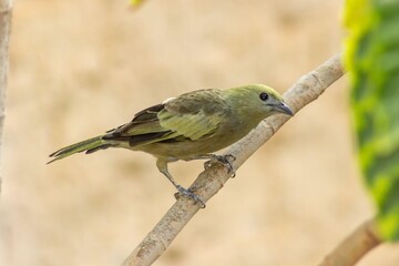 Green Bird on a Branch