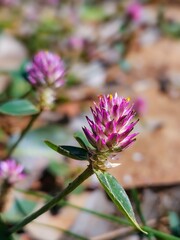 Pink Flower in the Field
