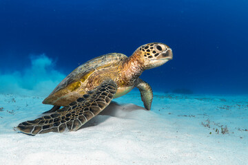 Green sea turtle resting on the sandy ocean floor at Lady Elliot Island, Queensland, surrounded by coral and marine life.