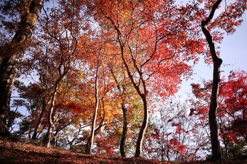 美しい紅葉を見上げた風景