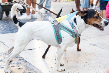 Dog-protester with a blue and yellow flag. Jack Russell Terrier on a leash