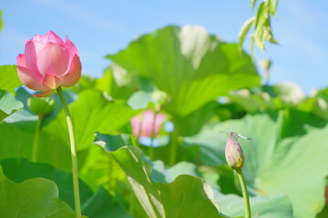 日本の夏、7月に横浜の日本庭園で咲くピンクの蓮の花