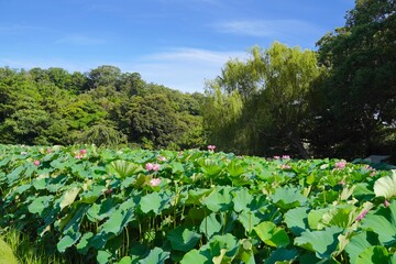 日本の夏、7月に横浜の日本庭園で咲くピンクの蓮の花