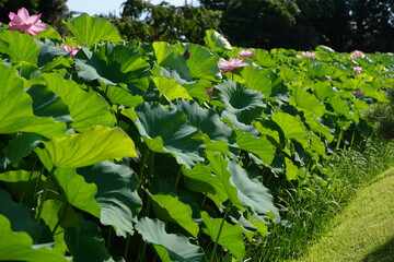 日本の夏、7月に横浜の日本庭園で咲くピンクの蓮の花