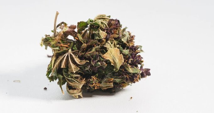 cannabis dry bud close up medical marijuana