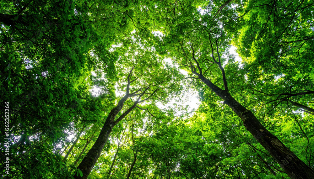 Poster view looking up at tall trees in lush green forest with sunlight filtering through dense canopy, cre