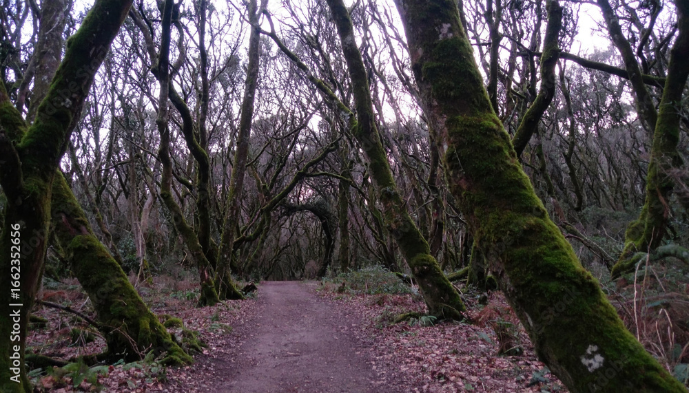 Poster winding dirt path through dense, moss covered forest with leafless trees and pink petals scattered o