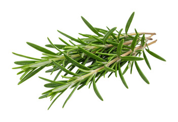 Fototapeta premium Harvesting fresh rosemary culinary uses in home cooking kitchen environment vibrant greenery. Cut out PNG