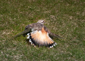 Adult Killdeer bird fakes an injury to lure a predator, or unwanted visitor, away from it's nest site.