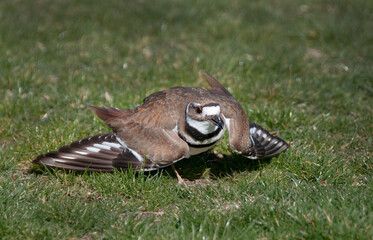 Adult Killdeer bird fakes an injury to lure a predator, or unwanted visitor, away from it's nest site.