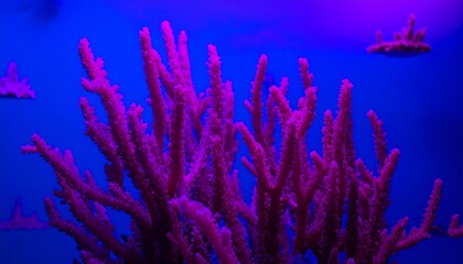 Vibrant coral reef in a tank