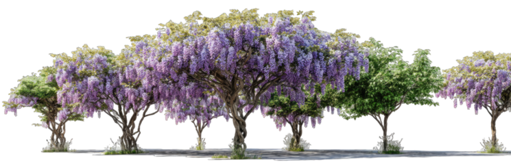 Vibrant wisteria trees line a pathway