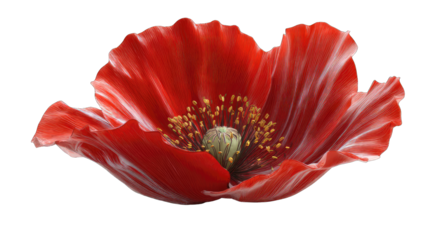Close-up of a vibrant red poppy (2)