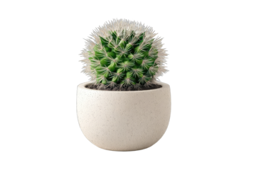 A small, round cactus in a speckled, off-white pot