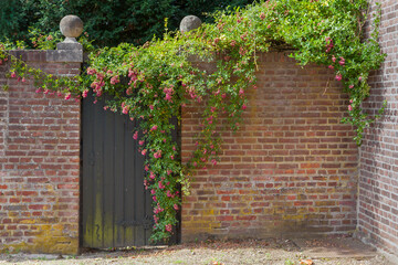 Backsteinmauer mit Kletterrose