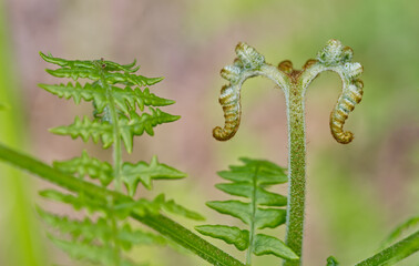 Strange green plant with fuzzy stem and two mirrored curled formations