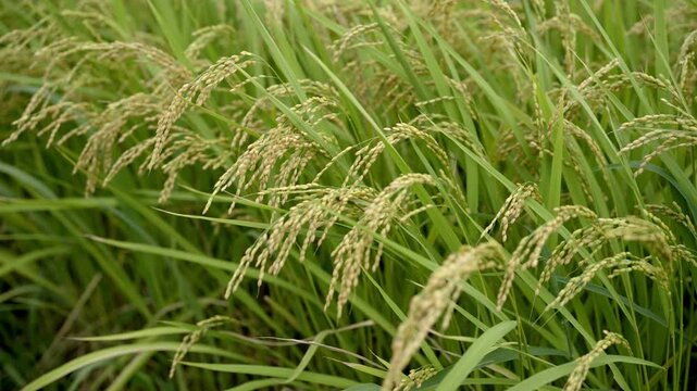 稲穂　田んぼ　お米
