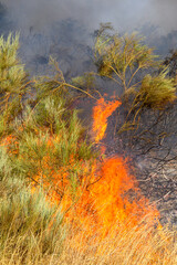 The Details of a Fire Consuming Dry Vegetation. Concept The process of destruction.