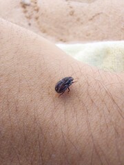 beetle on the palm
